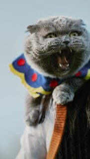Funny Scottish Fold Cat in Clown Collar Portrait Mobile Wallpaper