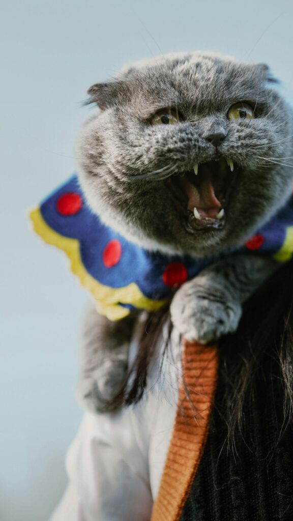 Funny Scottish Fold Cat in Clown Collar Portrait Mobile Wallpaper