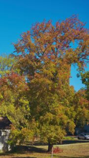 Stunning Autumn Maple Tree with Vibrant Red and Yellow Leaves Wallpaper
