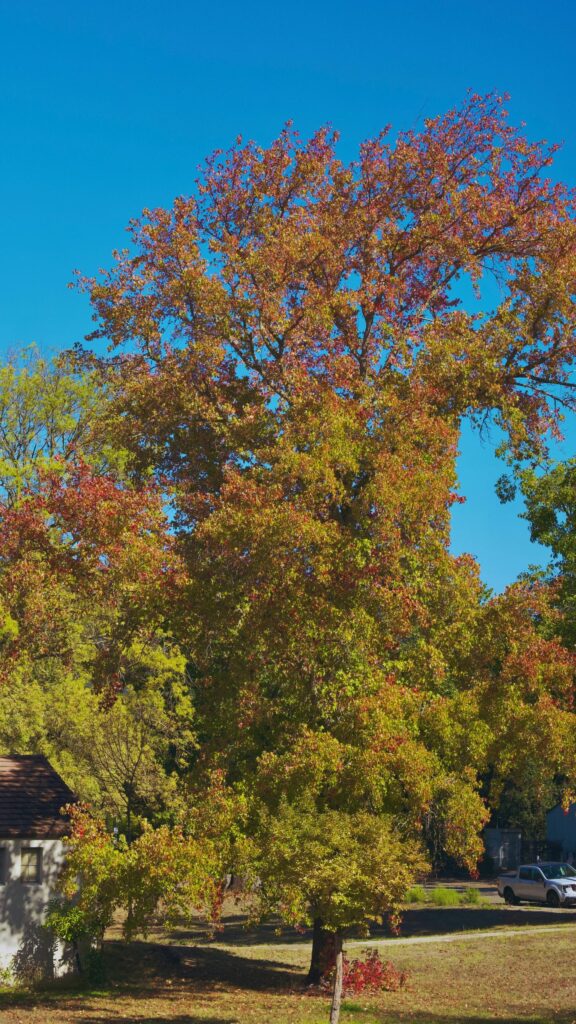 Stunning Autumn Maple Tree with Vibrant Red and Yellow Leaves Wallpaper
