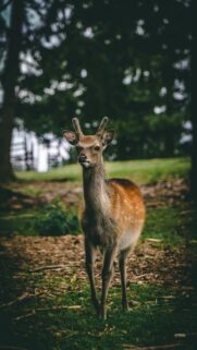 Majestic Young Sika Deer in Forest Sunlight Mobile Wallpaper