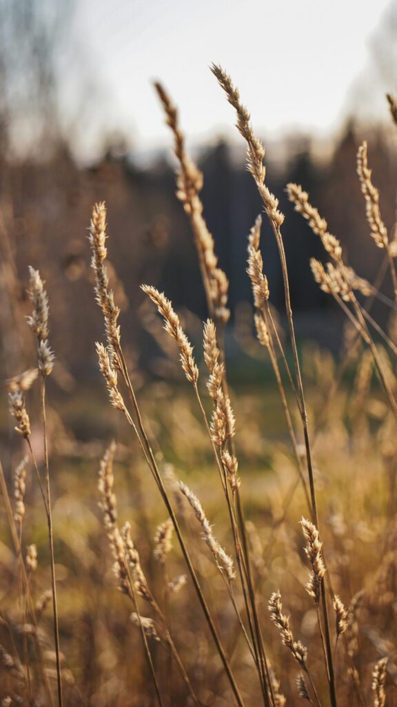 Golden Hour Wild Grass Meadow Serene Nature Phone Wallpaper