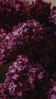 Deep Purple Lilac Blossom Macro Aesthetic Phone Wallpaper