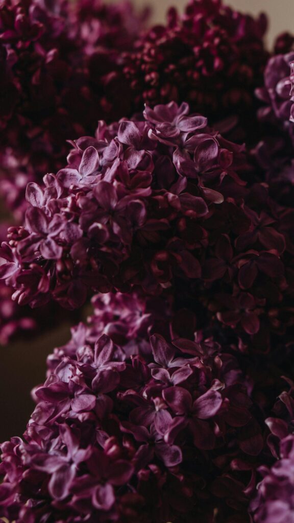Deep Purple Lilac Blossom Macro Aesthetic Phone Wallpaper