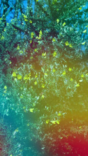 Pisces Ethereal Dream: Mystical Yellow Gorse Zodiac Energy Wallpaper