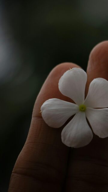 Minimalist White Flower Petals on Hand Macro Mobile Wallpaper