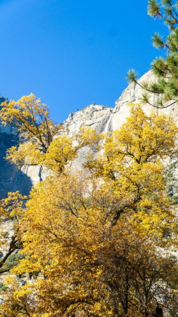 Stunning Yosemite Waterfall with Golden Autumn Leaves Phone Wallpaper