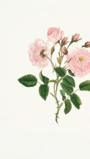 Elegant Pink Rose Botanical Illustration iPhone Wallpaper