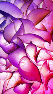 Crown Chakra Energy Healing and Spiritual Radiance Wallpaper