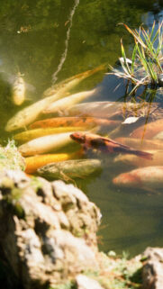 Pisces Zodiac Dream Aesthetic Koi Pond Spirituality Phone Wallpaper