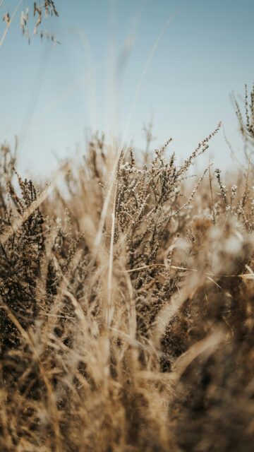 Rustic Autumn Field Macro Close Up Mobile Wallpaper