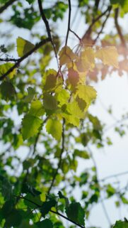 Sun-Kissed Fresh Green Leaves Against Soft Sky Premium Mobile Wallpaper