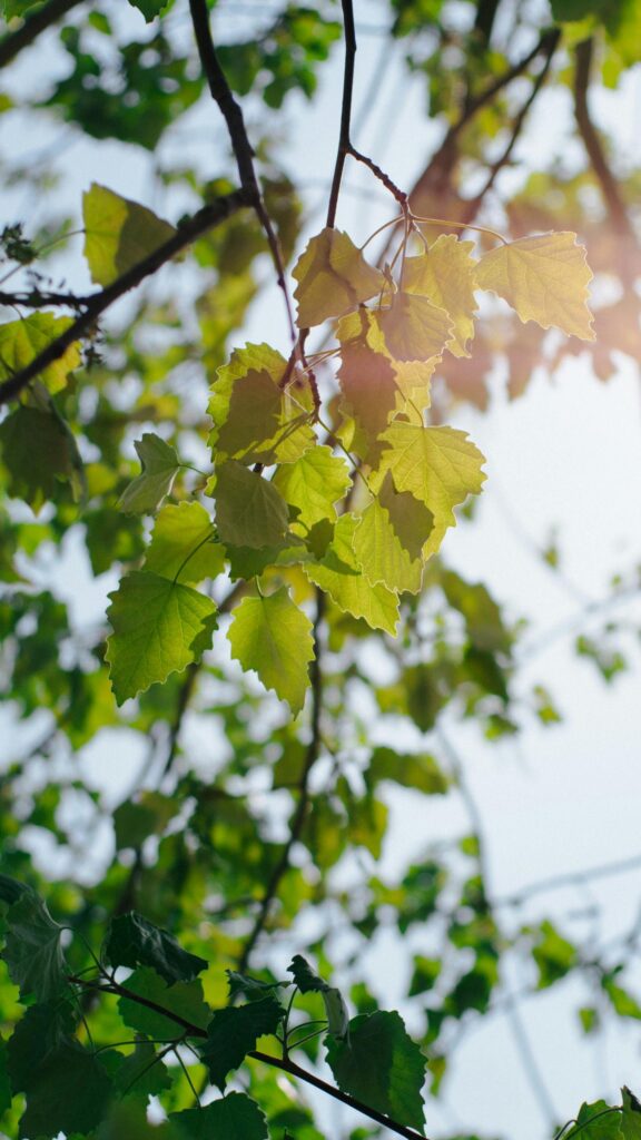Sun-Kissed Fresh Green Leaves Against Soft Sky Premium Mobile Wallpaper