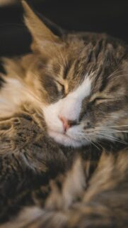Cute Sleeping Maine Coon Cat Close Up Portrait Phone Wallpaper