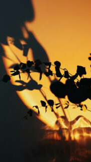 Full Moon Ritual Energy: Ethereal Shadow Leaf Manifestation Wallpaper