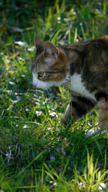 Calico Tabby Cat Prowling in Lush Green Grass Phone Wallpaper