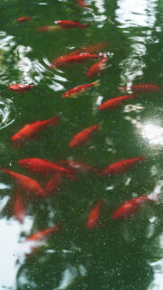 Mystical Pisces Zodiac Energy Swim Beneath the Surface Phone Wallpaper