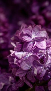 Enchanting Purple Lilac Flower Macro Bloom Mobile Wallpaper