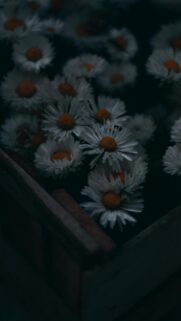 Moody White Daisies in Wooden Crate Mobile Phone Wallpaper