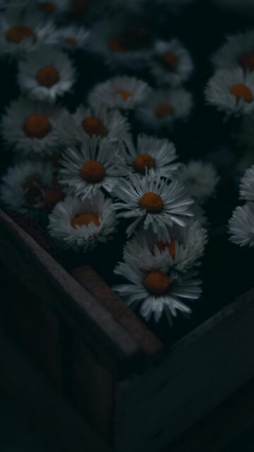 Moody White Daisies in Wooden Crate Mobile Phone Wallpaper