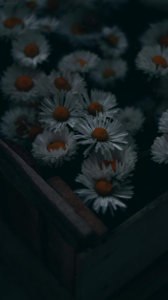 Moody White Daisies in Wooden Crate Mobile Phone Wallpaper