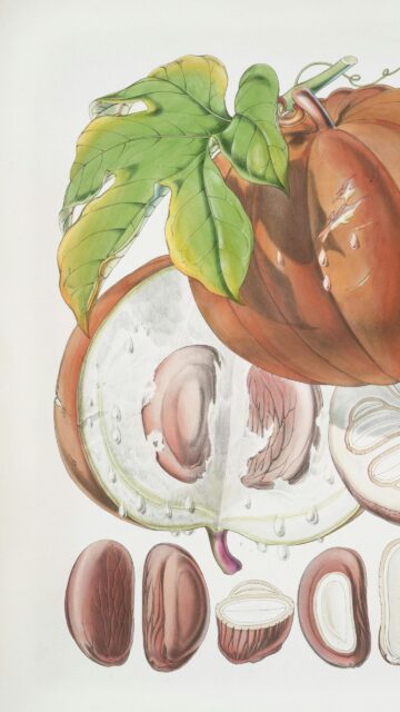 Vintage Botanical Illustration of Exotic Brown Fruit and Leaves Wallpaper