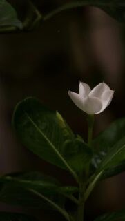 Elegant White Gardenia Flower Soft Floral Mobile Wallpaper