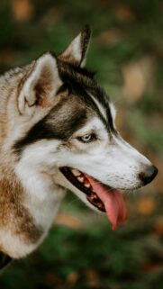 Majestic Siberian Husky with Striking Blue Eyes Mobile Wallpaper