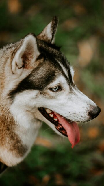 Majestic Siberian Husky with Striking Blue Eyes Mobile Wallpaper