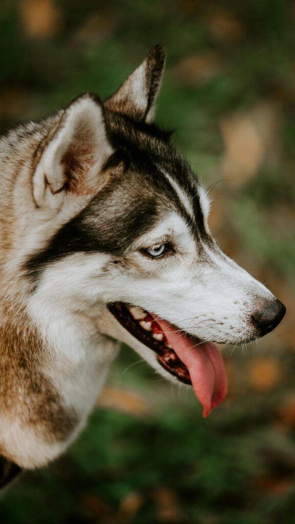 Majestic Siberian Husky with Striking Blue Eyes Mobile Wallpaper