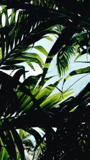 Tropical Palm Leaves Under Sunny Blue Sky Phone Wallpaper