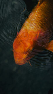 Dreamy Pisces Zodiac Energy and Mystical Water Aesthetic Wallpaper