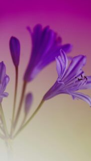 Elegant Purple Agapanthus Flower Macro Art Phone Wallpaper