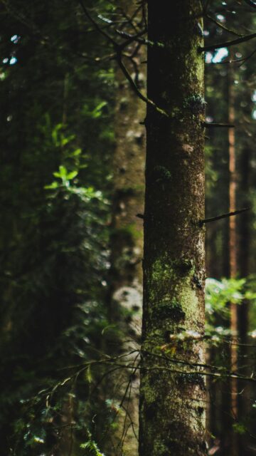 Enchanting Forest Tree Trunk with Soft Sunlight Mobile Wallpaper
