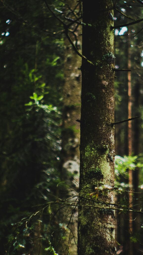 Enchanting Forest Tree Trunk with Soft Sunlight Mobile Wallpaper
