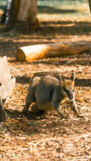 Swamp Wallaby Standing in Golden Sunlight Mobile Wallpaper