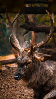 Majestic Sambar Deer Portrait in Nature Mobile Wallpaper