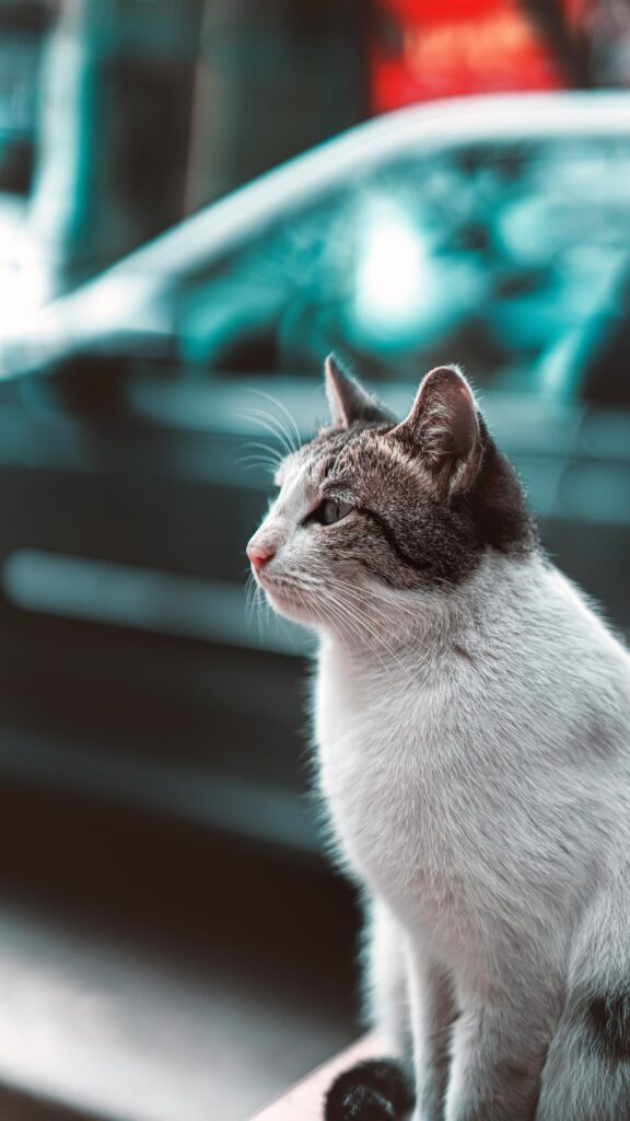 Stunning Tabby and White Cat Side Profile High Quality Mobile Wallpaper