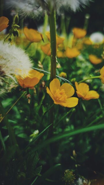 Sunlit Golden Buttercups and Dandelion Seeds Macro Wallpaper
