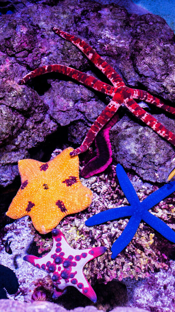 Aquarius Energy Starfish Ocean Zodiac Aesthetic Phone Wallpaper
