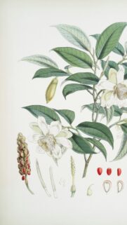 Vintage Botanical Magnolia Illustration Art Phone Wallpaper