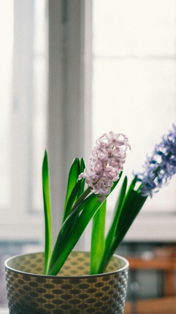 Beautiful Pink and Blue Hyacinth Flowers in a Textured Pot Wallpaper