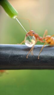 Macro Photography of Weaver Ant Drinking Water Drop Mobile Wallpaper