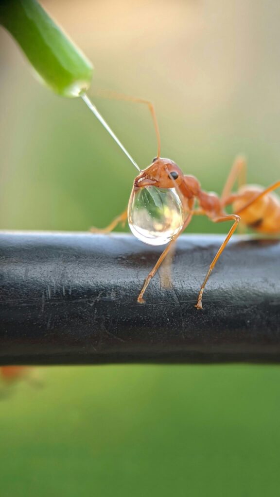 Macro Photography of Weaver Ant Drinking Water Drop Mobile Wallpaper