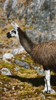 Majestic Llama in the Andean Highlands Phone Wallpaper