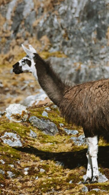 Majestic Llama in the Andean Highlands Phone Wallpaper