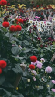 Vibrant Red and Pink Dahlia Garden Floral Mobile Wallpaper