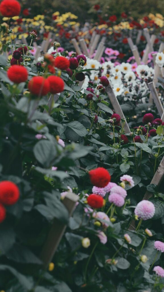 Vibrant Red and Pink Dahlia Garden Floral Mobile Wallpaper