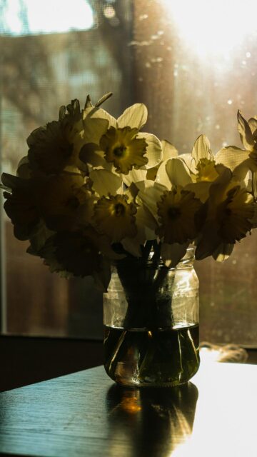 Golden Sunlight Daffodils in Glass Vase High Quality Mobile Wallpaper