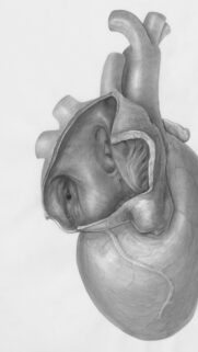 Anatomical Human Heart Scientific Illustration Phone Wallpaper